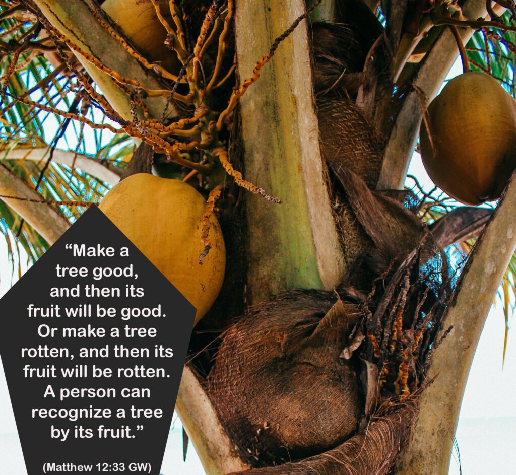 What Will Make You Produce Good Fruit? Honest Reflections